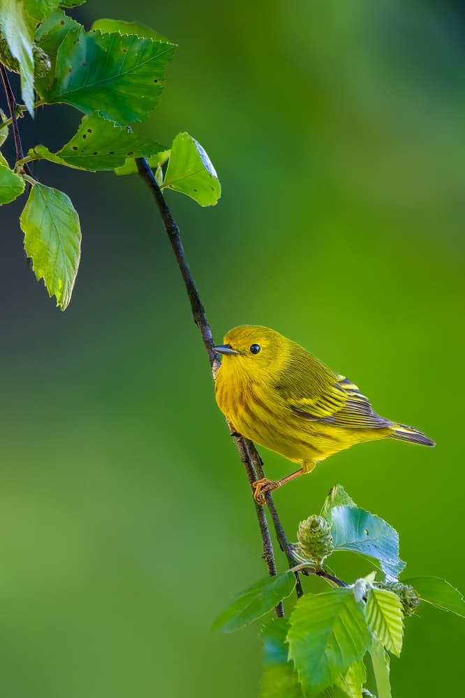Vibrant Yellow Warbler by Jacob (Jian) Xu — canvas wall art