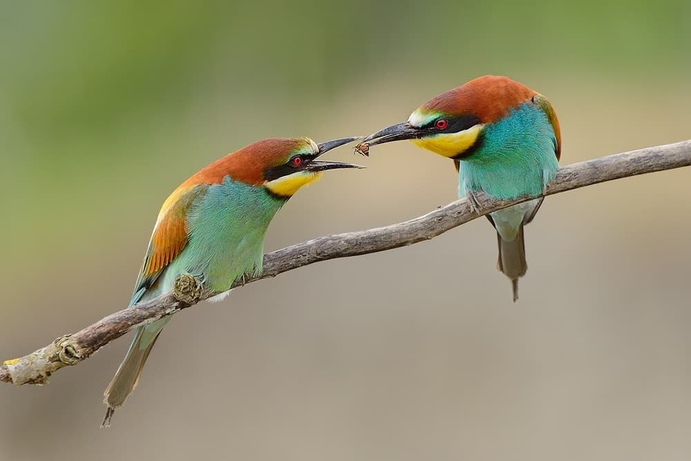 Vibrant Bee-Eaters Feeding by Marco Pozzi — canvas wall art