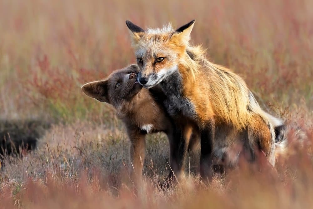 Mother Fox And Kit by Jun Zuo — canvas wall art