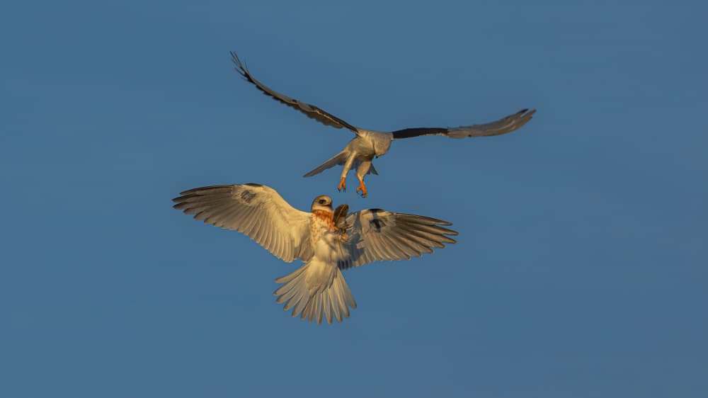 Birds In Aerial Fight by Johnson Huang — canvas wall art