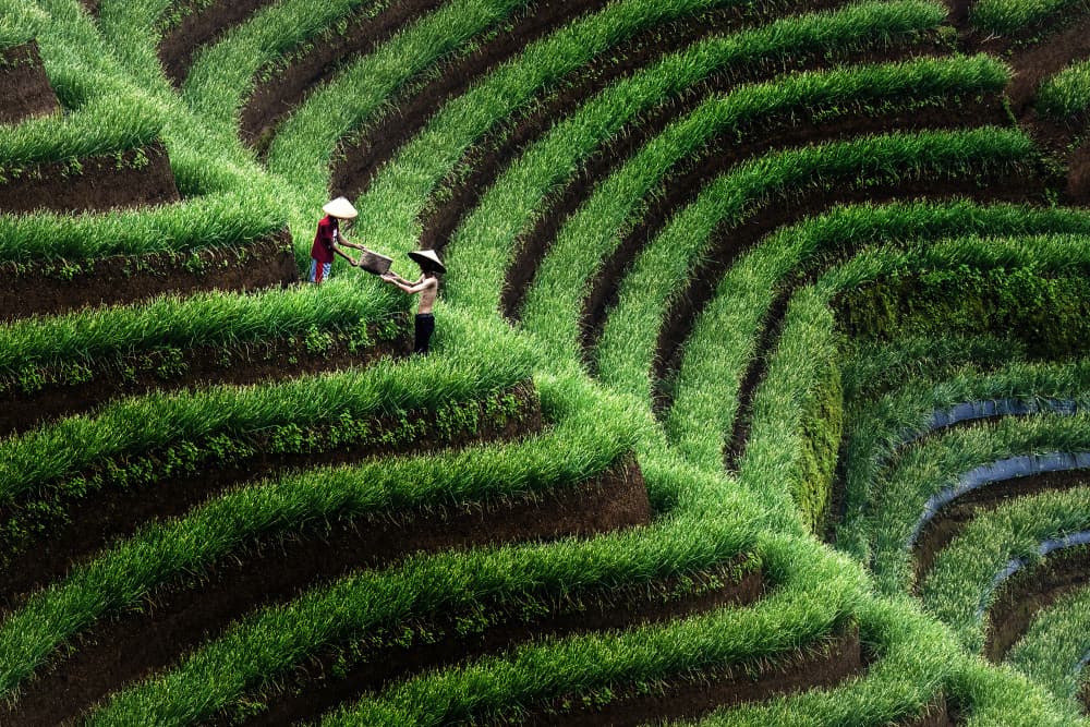 Farmers in Terraced Fields by Antonyus Bunjamin (Abe) — canvas wall art