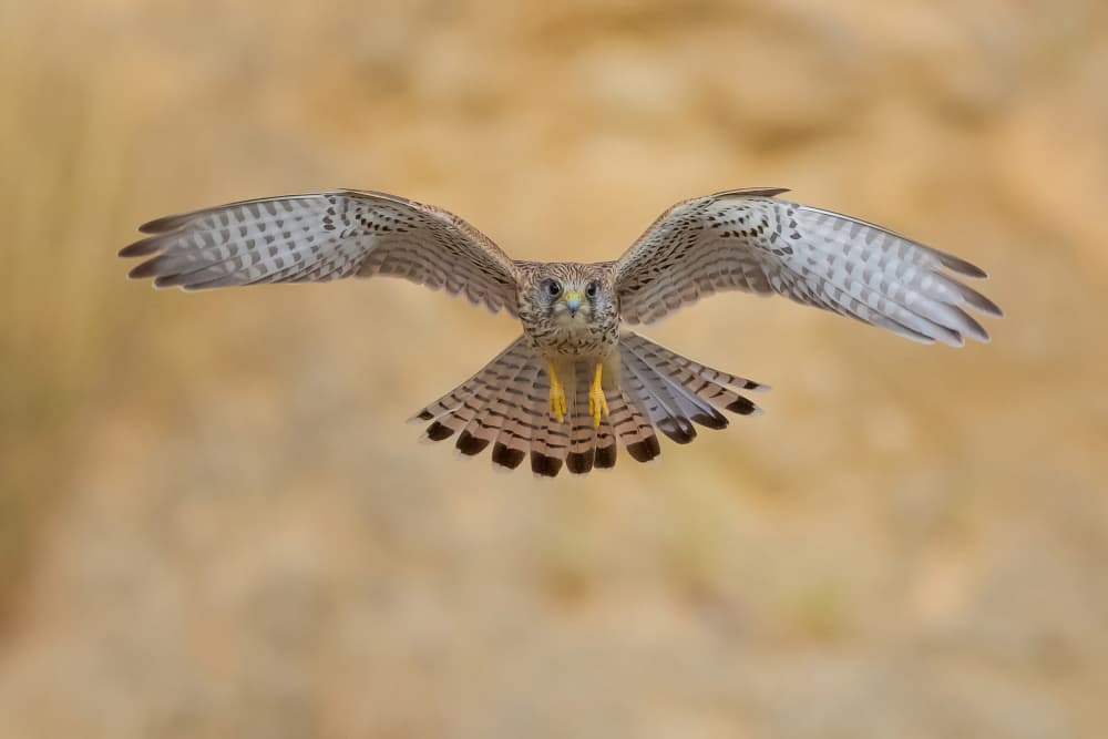 Kestrel In Flight by David Manusevich — canvas wall art