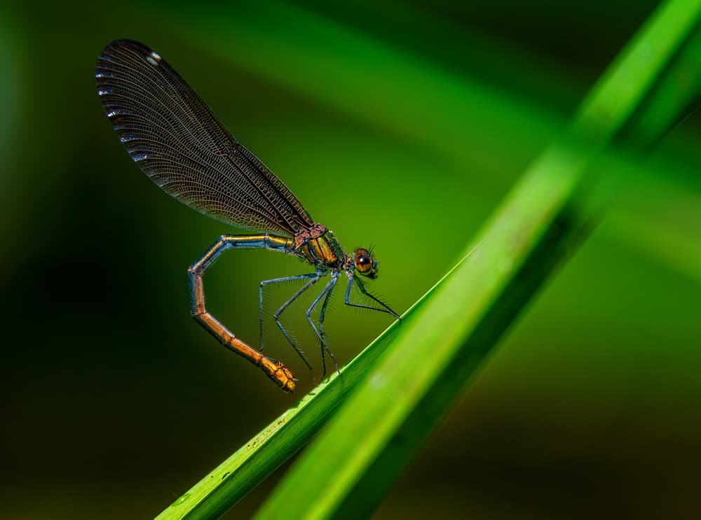 Iridescent Damselfly on Leaf by Ronny Olsson — canvas wall art