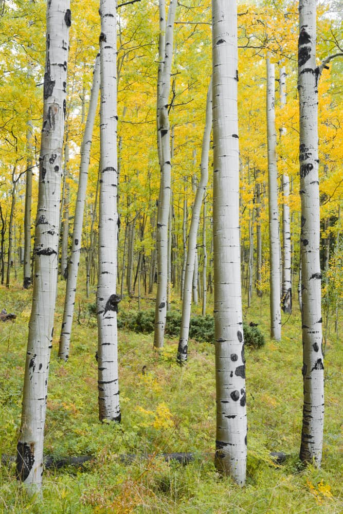 Yellow Birchs vertical by Stefan Hefele — canvas wall art