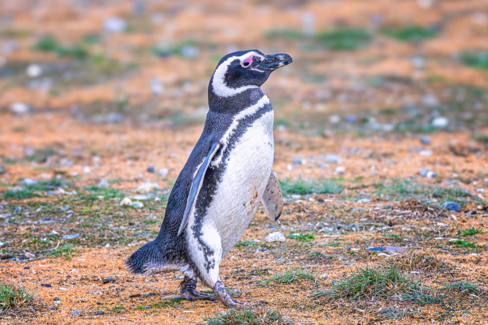 Magellanic Penguin Stroll by Jeffrey C. Sink — canvas wall art