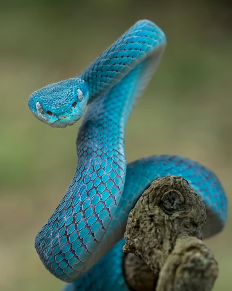 Striking Blue Viper by Tantoyensen — canvas wall art
