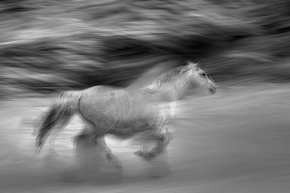 White Horse Gallop by Milan Malovrh — canvas wall art