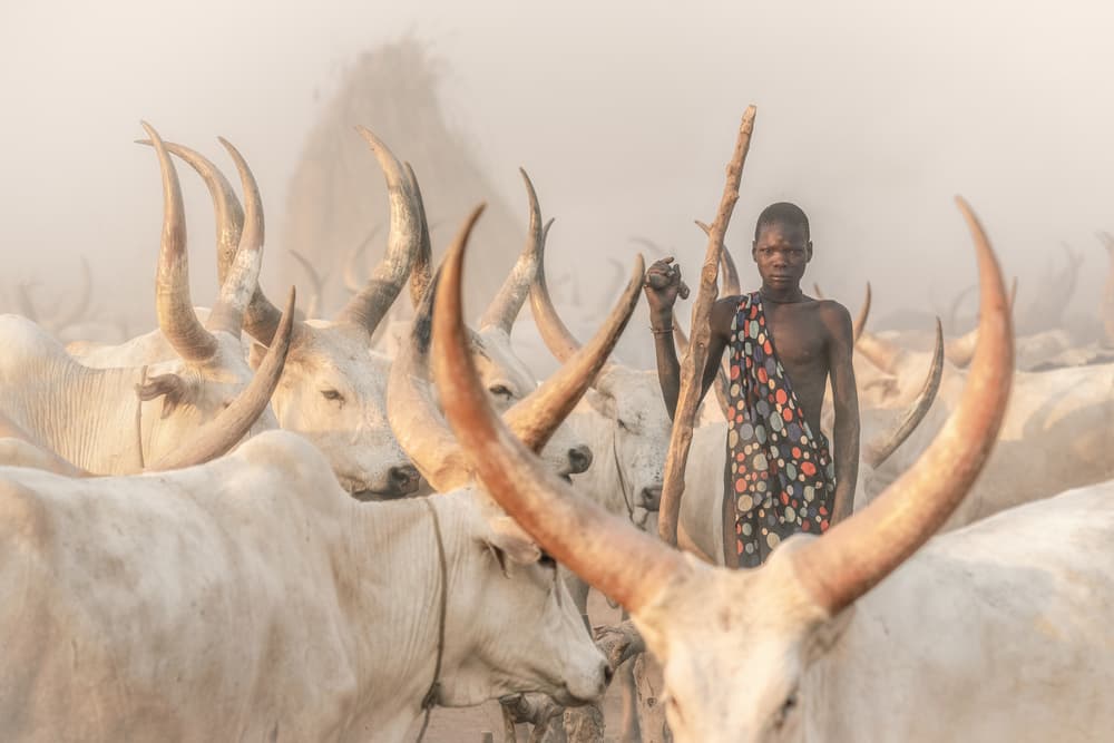 African Boy and Cattle by Trevor Cole — canvas wall art