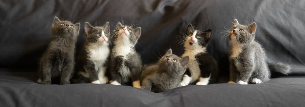 Six Curious Kittens by Gert van den Bosch — canvas wall art