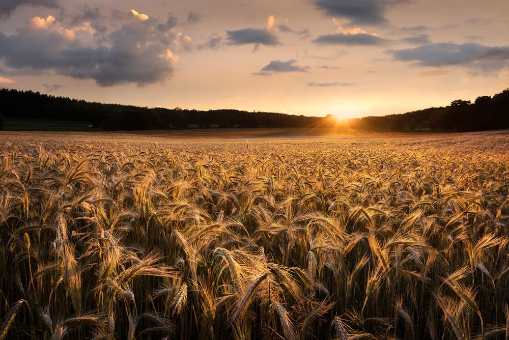 Golden Hour Wheat Field by Christian Lindsten — canvas wall art