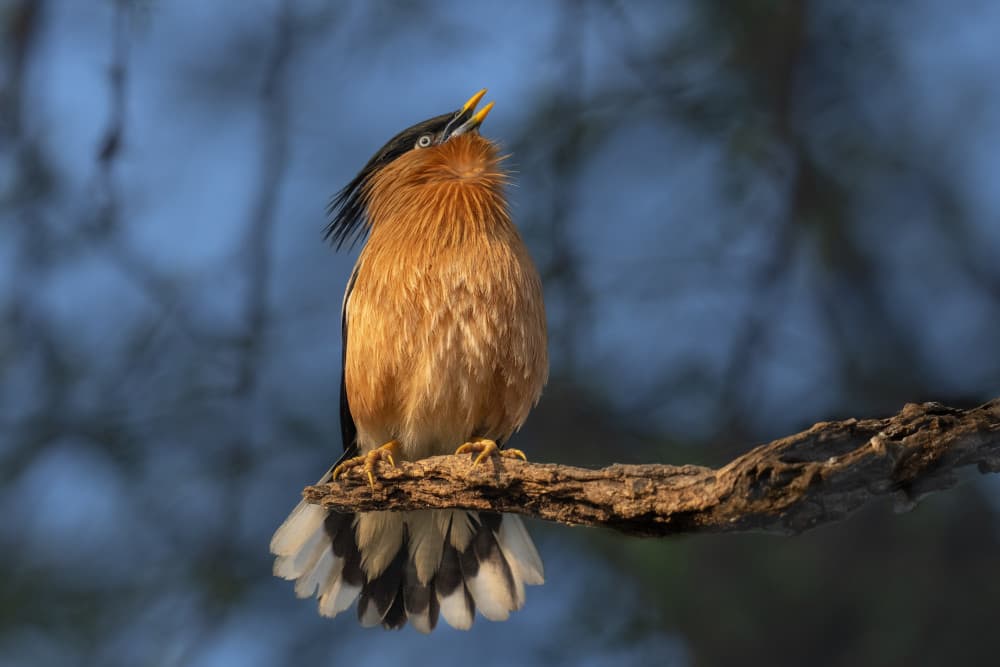 Singing Crested Bird by Rajat Dhesi — canvas wall art