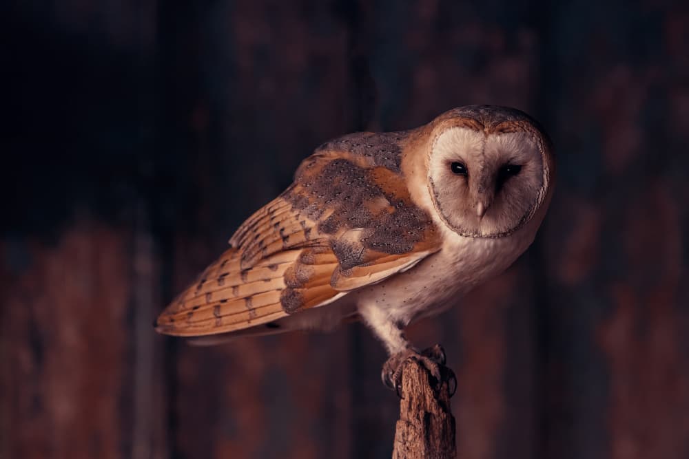 Barn Owl's Gaze by Gert J ter Horst — canvas wall art