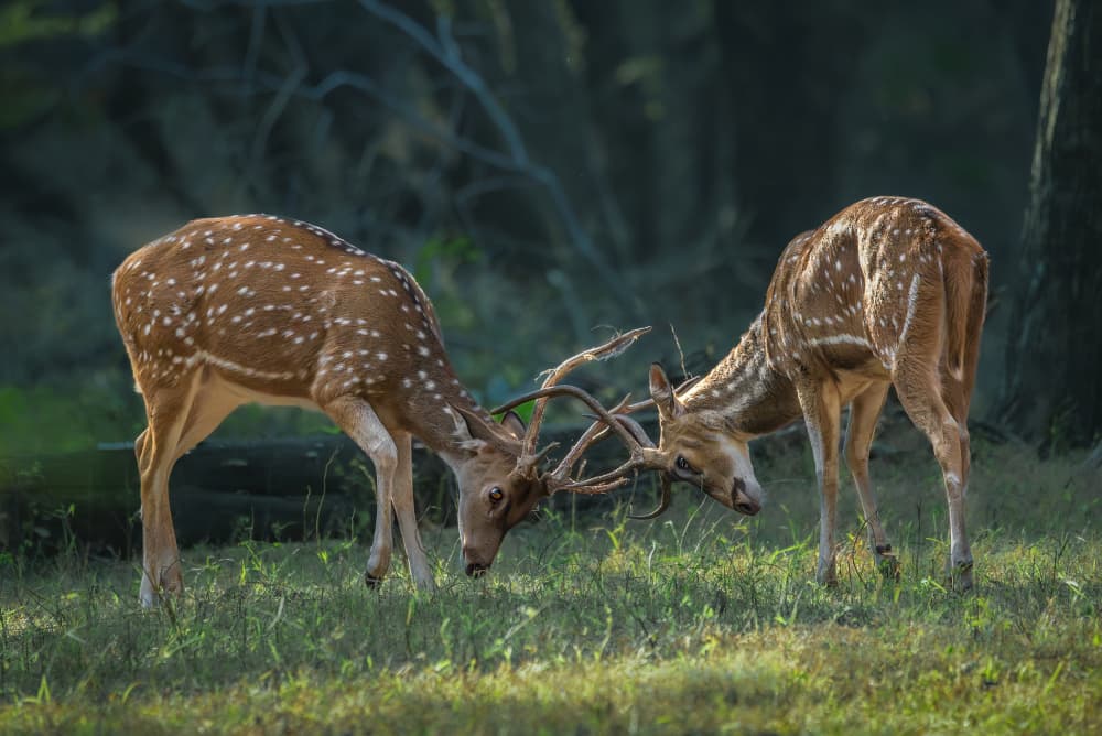 Spotted Deer Antler Battle by Anita Singh — canvas wall art