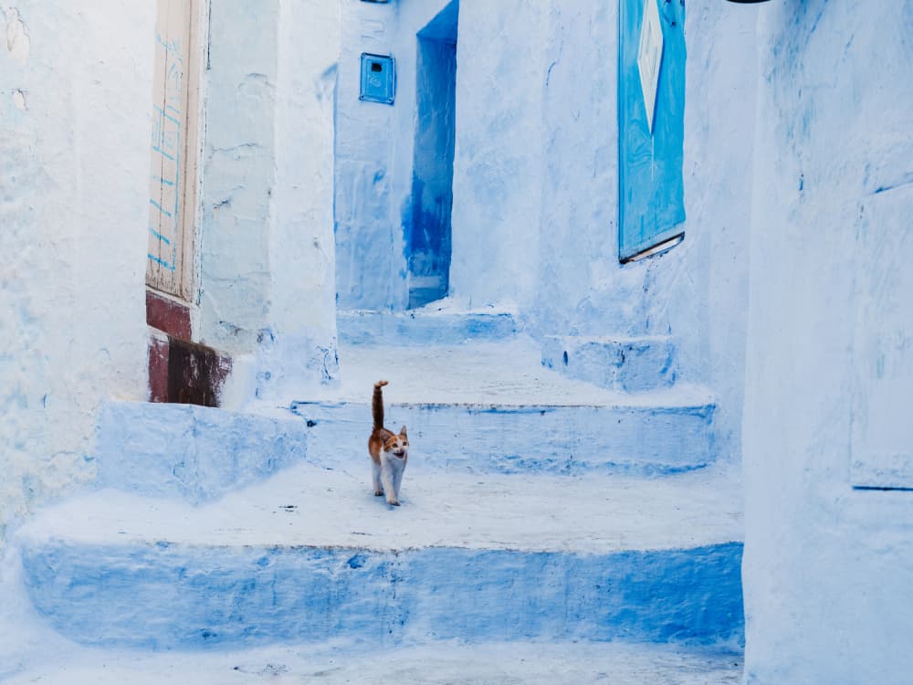 Cat Climbing Blue Stairs by Photolovers — canvas wall art