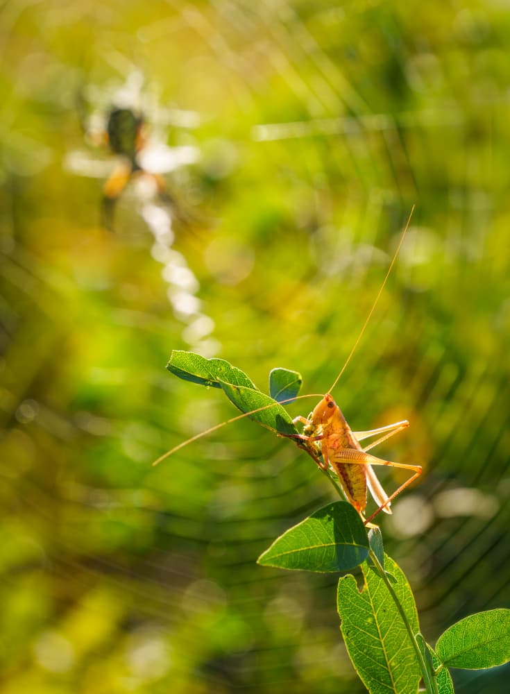 Grasshopper And Spider Web by Serena Duan — canvas wall art