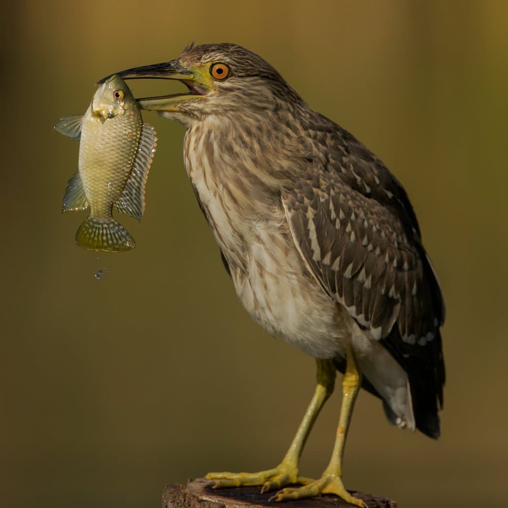 Heron's Fresh Catch by David Manusevich — canvas wall art