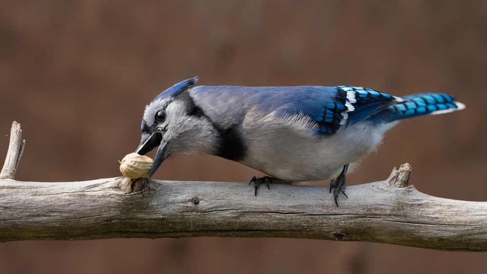 Blue Jay Eating Peanut by Patrick Dessureault — canvas wall art