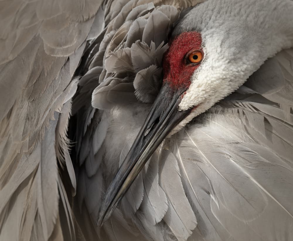 Sandhill Crane Preening by Linda D Lester — canvas wall art