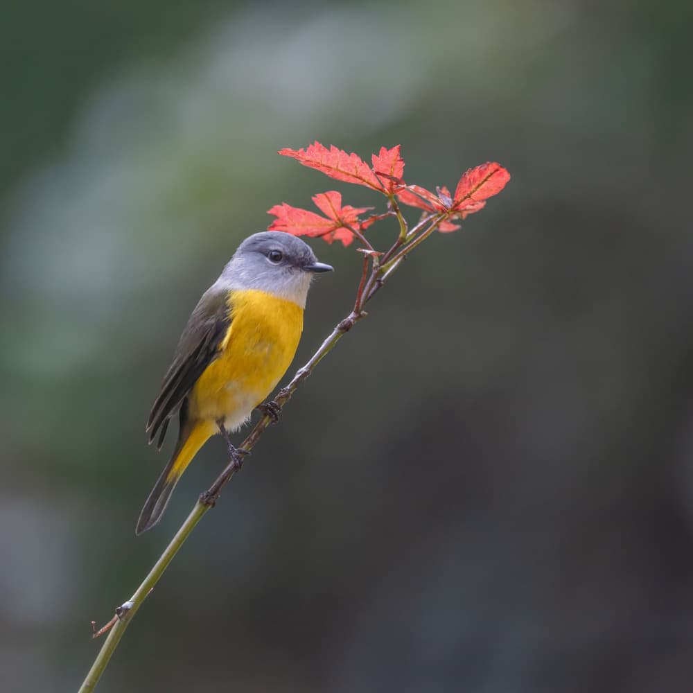 Yellow Bird and Red Leaves by Taksing (吉星高照) — canvas wall art