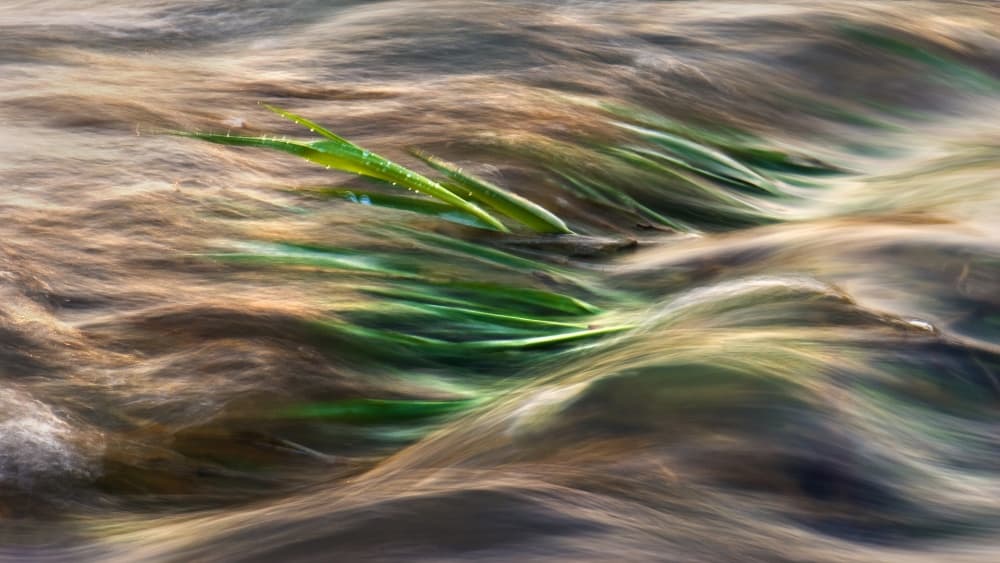 Flowing Green Grass by Burger Jochen — canvas wall art