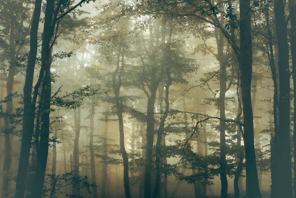Misty Forest Rays by Stephanie Kleimann — canvas wall art