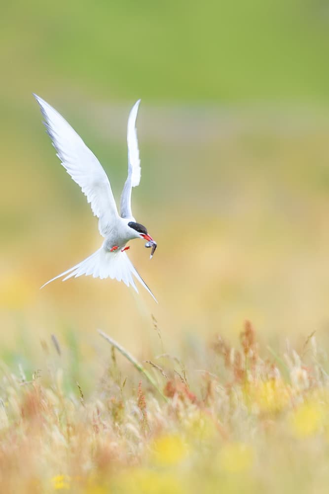 Arctic Tern in Flight by Roberto Marchegiani — canvas wall art