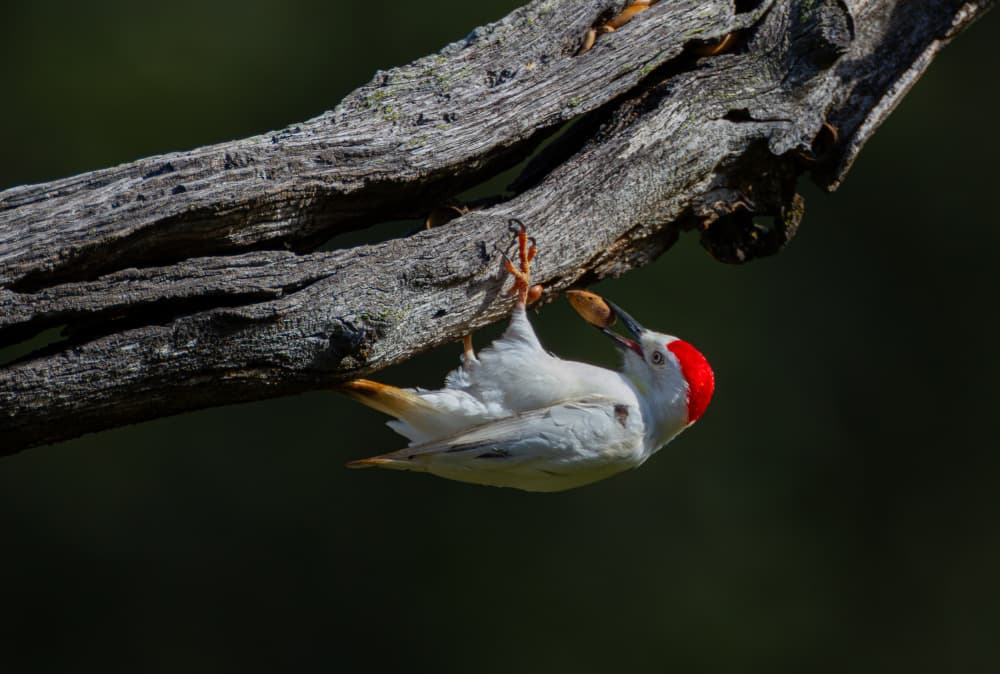 Red-Capped Woodpecker Hanging by Johnson Huang — canvas wall art