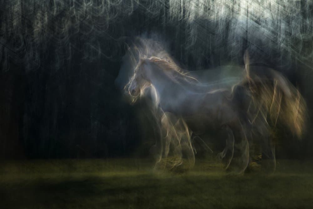 Maestoso by Milan Malovrh — canvas wall art
