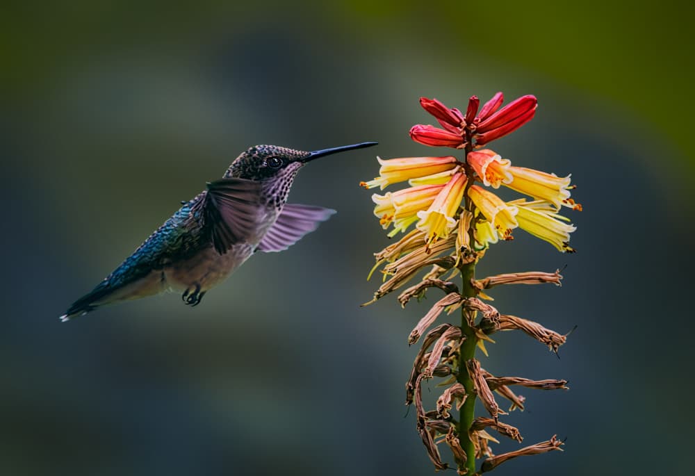 Hummingbird Nectar Hunt by Ben.C.L — canvas wall art