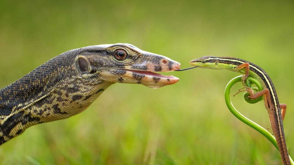 Lizard Tongue Connection by Hendy Mp — canvas wall art