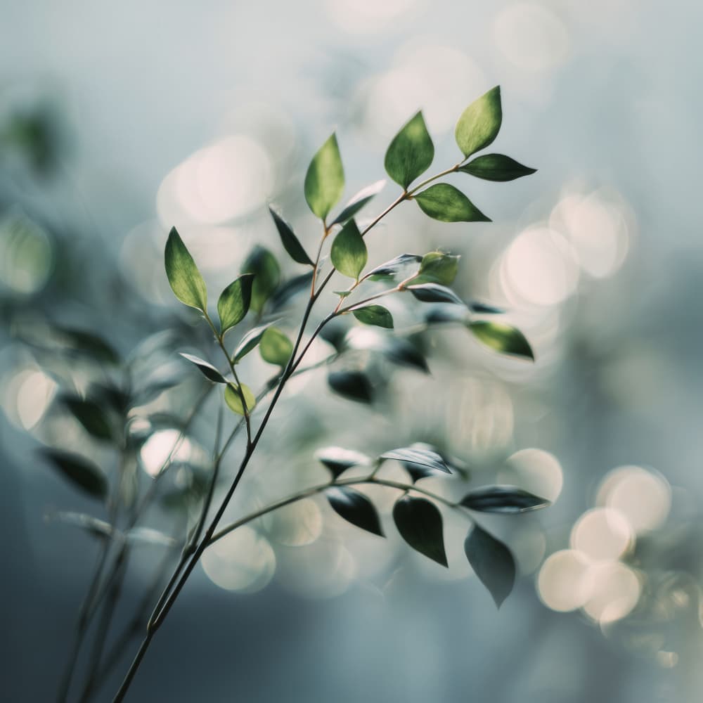 Bokehbotanicsno04 by Treechild — canvas wall art