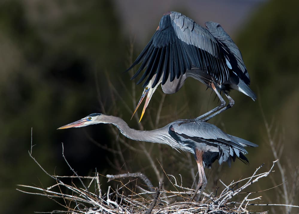 Great Blue Herons Nesting by verdon — canvas wall art