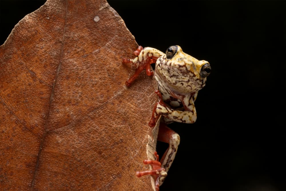 Speckled Frog on Leaf by Sally Widjaja — canvas wall art