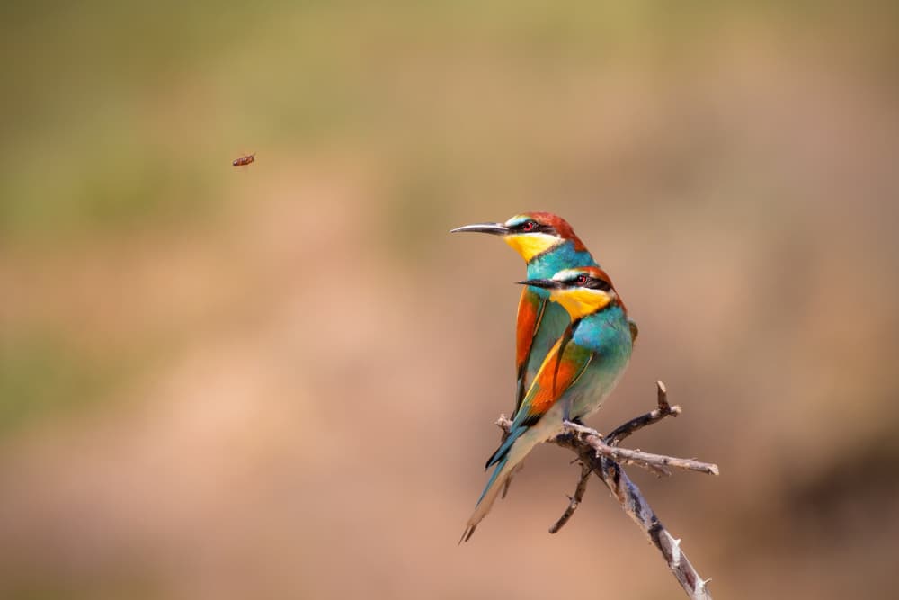 Two Vibrant Bee-Eaters by TONY GORAN — canvas wall art