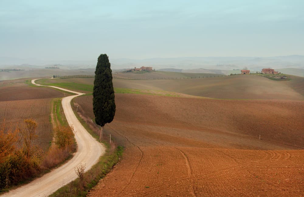 Tuscan Cypress Road by Luciano Caturegli — canvas wall art