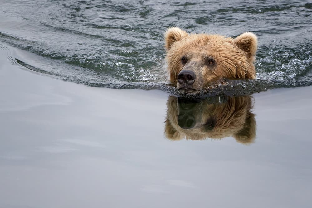 Swimming Bear Reflection by Renee Doyle — canvas wall art
