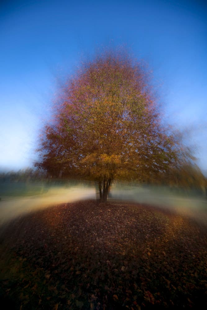 Ethereal Autumn Tree by Milan Malovrh — canvas wall art