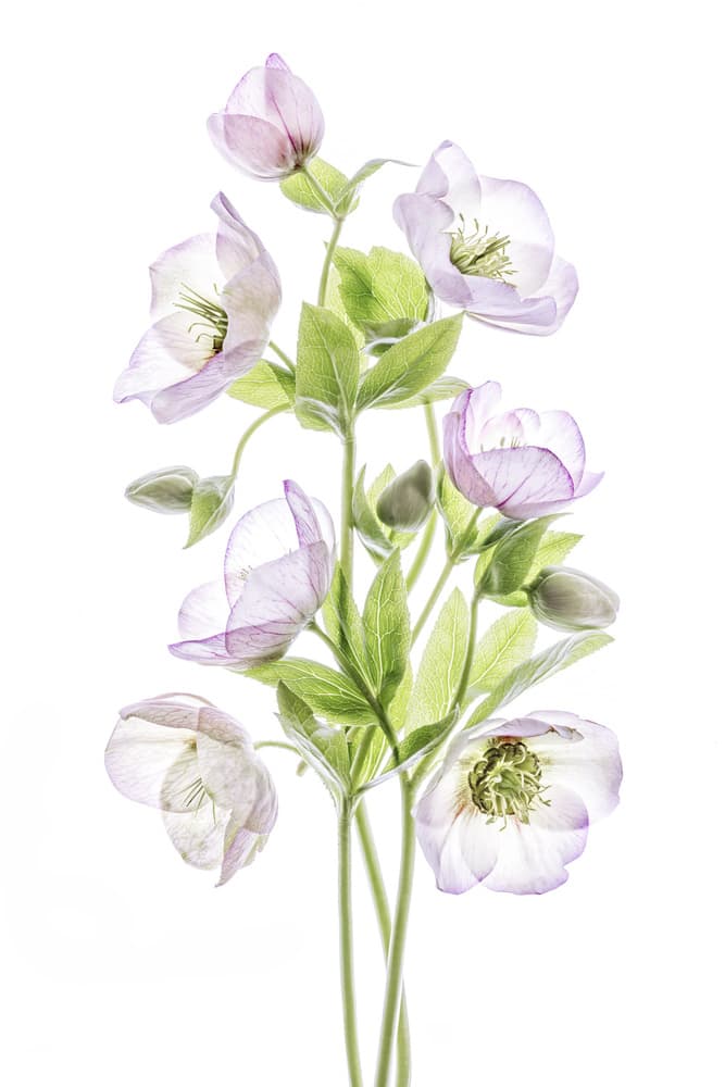 Hellebore by Mandy Disher — canvas wall art