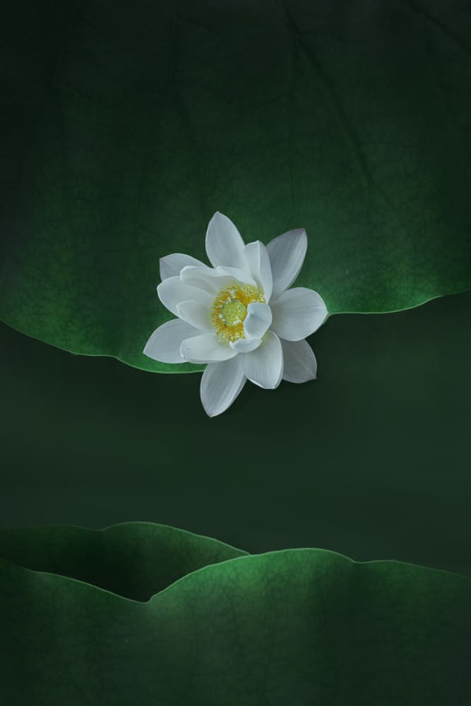 White Lotus Serenity by NingYun Ye — canvas wall art