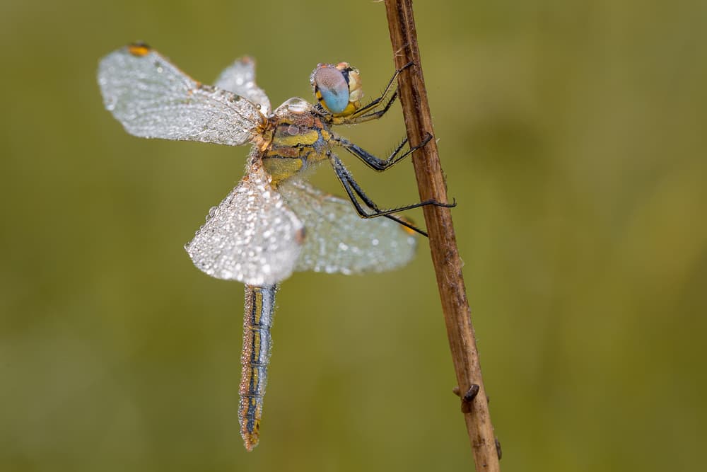 Morning Dew Dragonfly by Michel Manzoni — canvas wall art