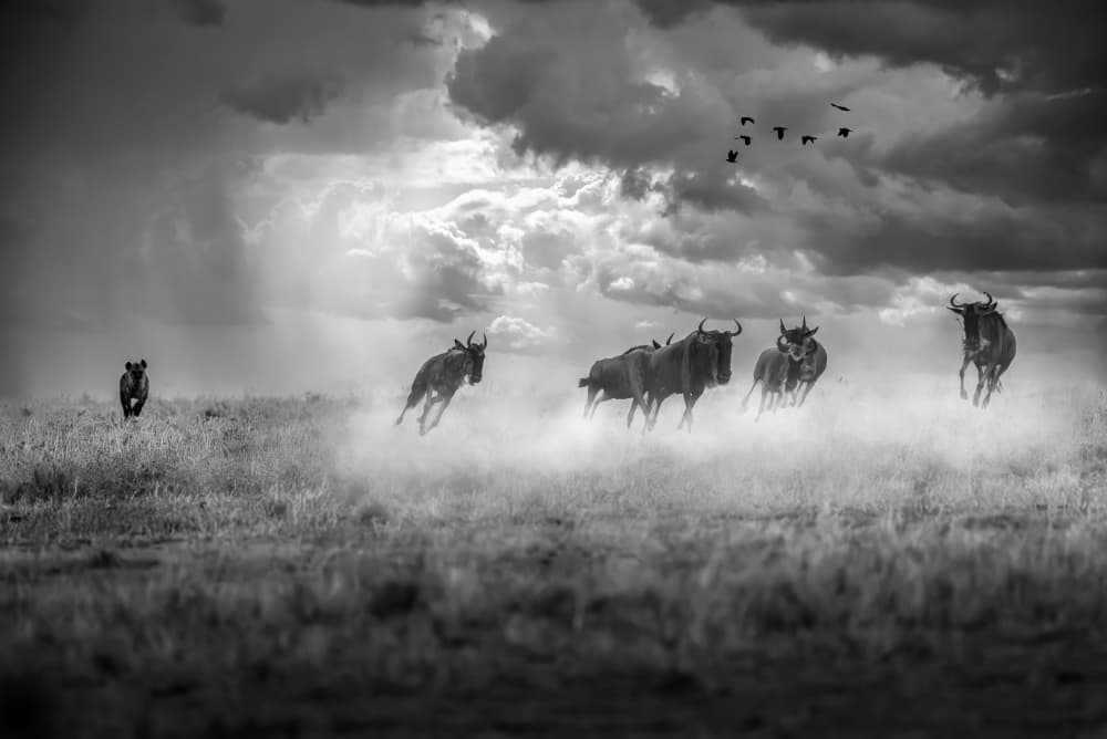 Wildebeest Lion Chase by Anita Singh — canvas wall art