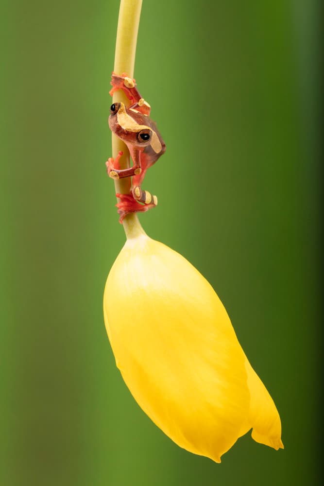 Vibrant Frog on Yellow Flower by Louise Wolbers — canvas wall art