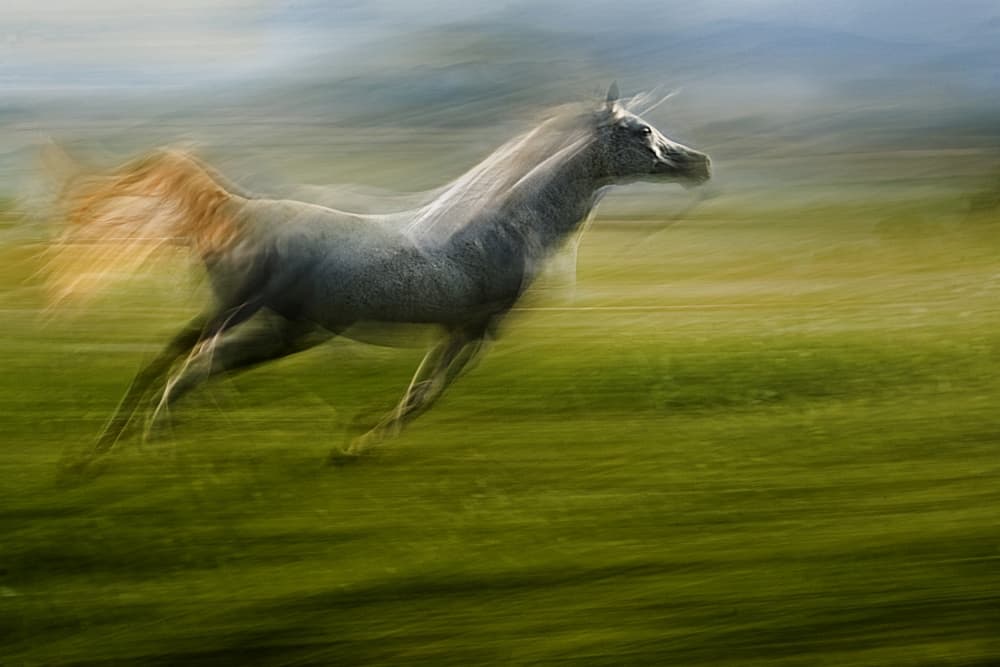 Dynamic Horse Gallop by Milan Malovrh — canvas wall art