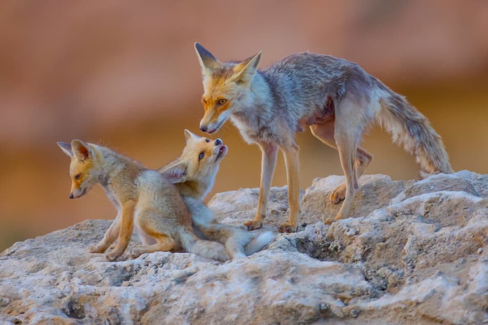 Fox family by David Manusevich — canvas wall art