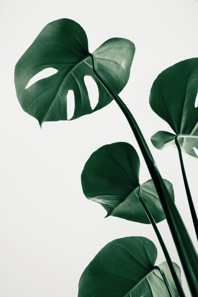 Deep Green Monstera Leaves by Pictufy Studio III — canvas wall art