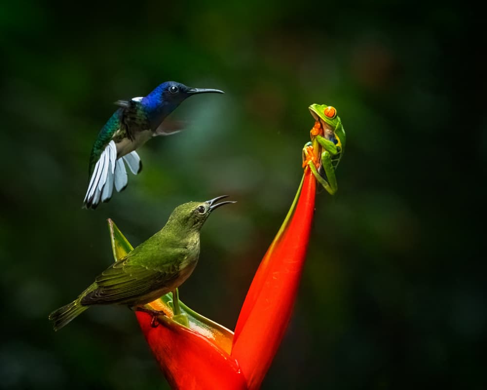 Tropical Birds and Frog by Yuan Su — canvas wall art