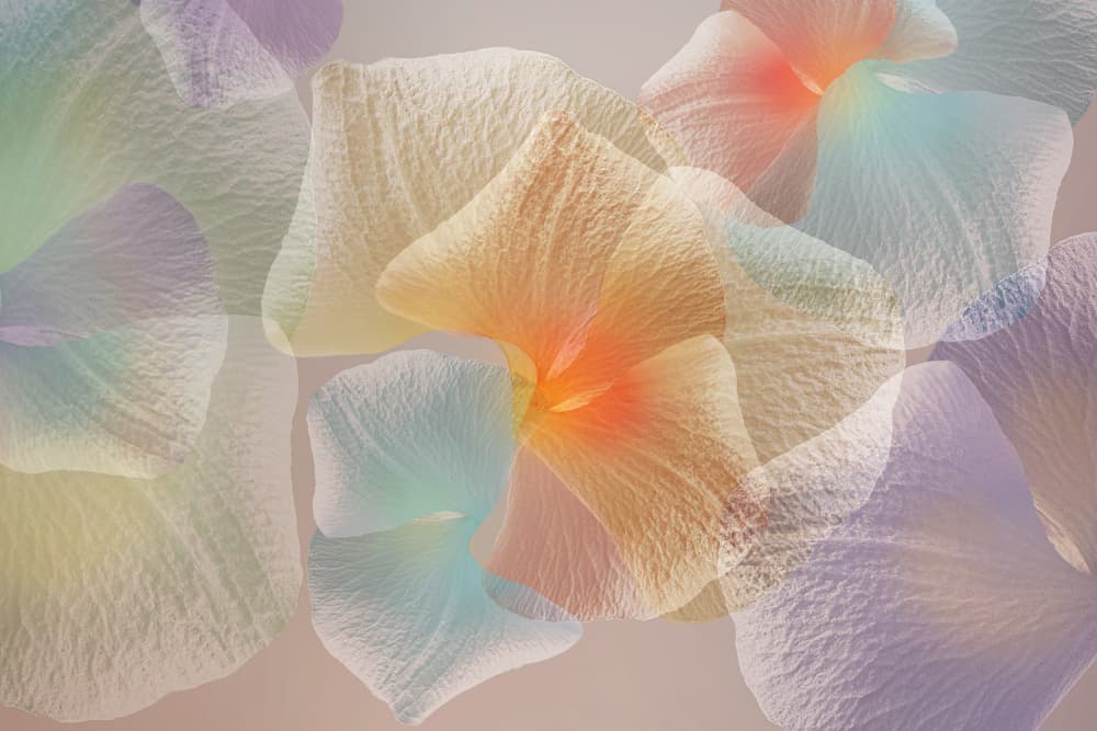 Dreamy Pastel Blooms by Ludmila Shumilova — canvas wall art