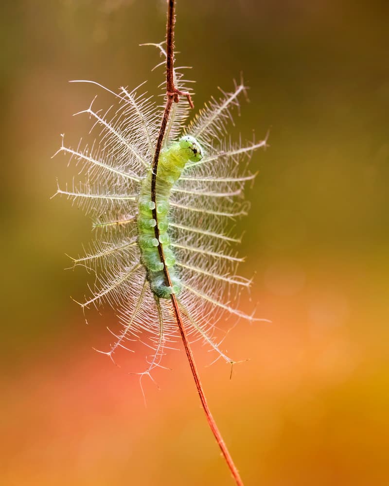 Fuzzy Green Caterpillar by Fauzan Maududdin — canvas wall art