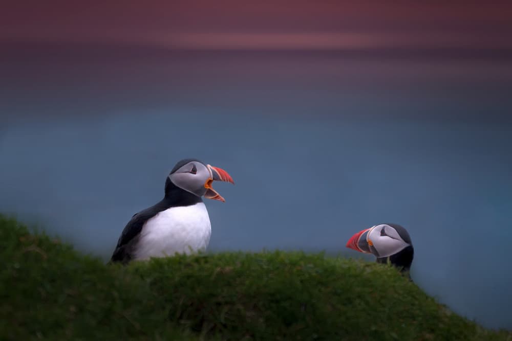 Twilight Puffin Pair by Erik Engström — canvas wall art
