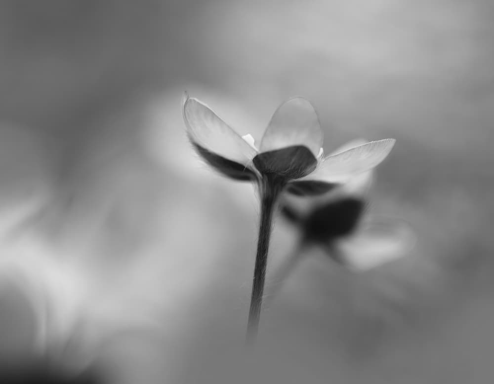 Delicate Bloom by Ylva Sjögren — canvas wall art